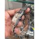 ساعت مچی زنانه سیکو SWR091P1